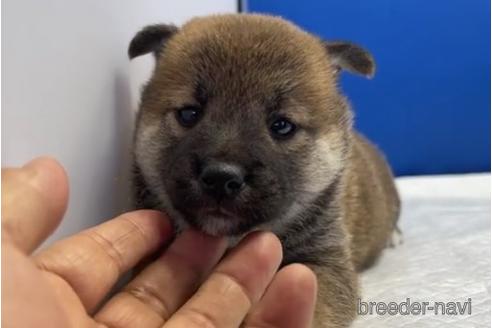 成約済の愛知県の柴犬-193261の13枚目